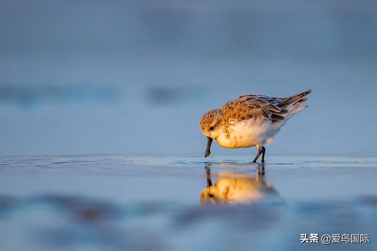勺嘴鹬自带饭勺的小萌物,自带饭勺的勺嘴鹬