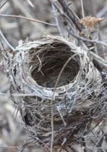 国家体育场设计成鸟巢形状的原因,国家体育场鸟巢是谁设计的