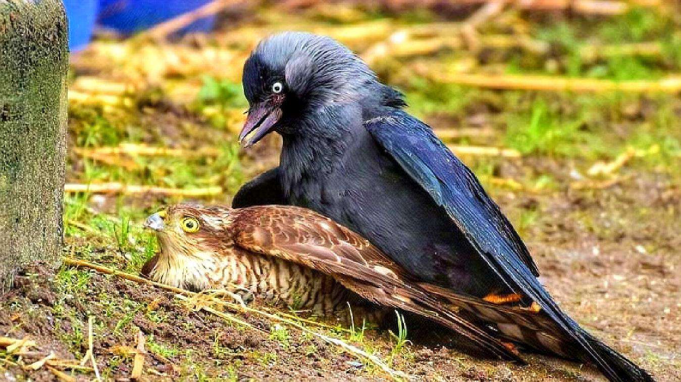 喜鹊吃麻雀幼鸟,喜鹊成灾攻击老鹰圈养麻雀