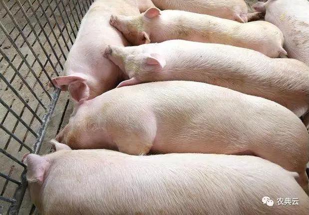 育肥猪营养生长图,育肥猪的营养和饲料配比