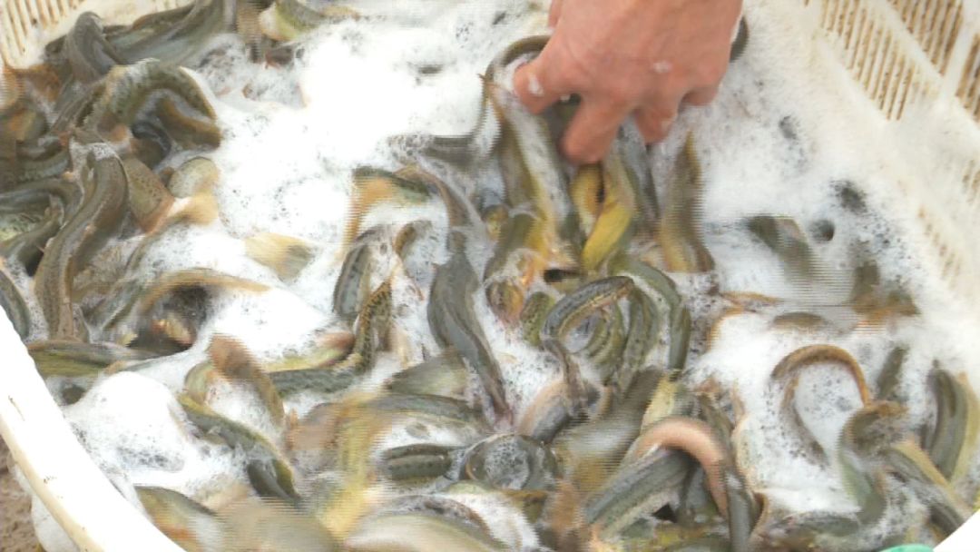 创富新发现：体质强健生长快，台湾泥鳅效益红火！