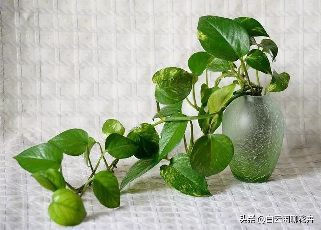 像绿萝一样很耐阴好养的室内植物,有没有像绿萝那样耐阴的植物