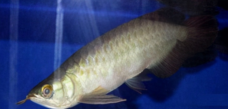 小龙鱼疾病,龙鱼突发疾病