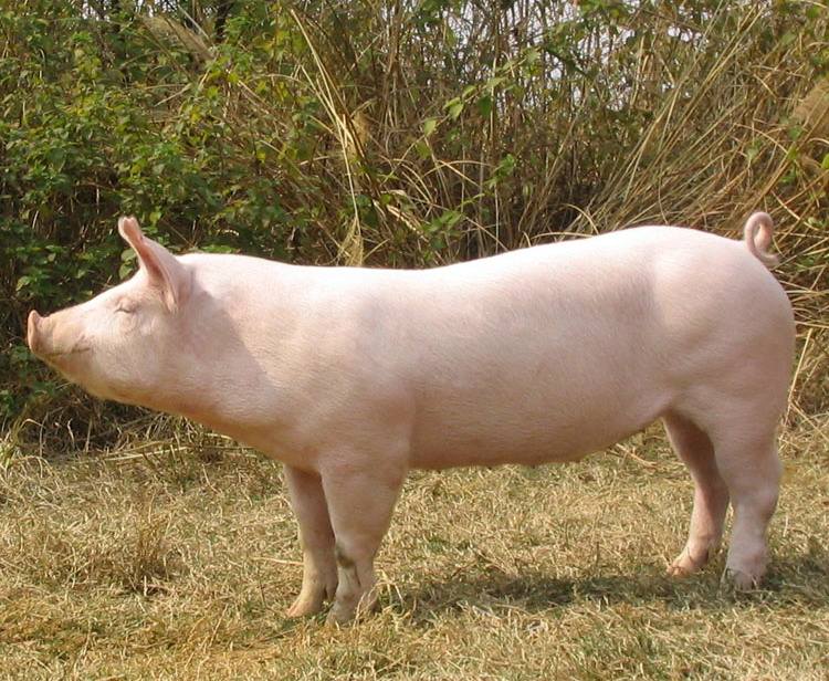 怎样确定母猪怀孕的小技巧,种母猪如何挑选