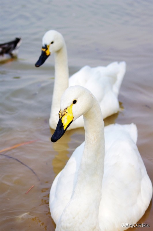 沈阳旅行推荐夏季景点攻略,沈阳冬日周边一日游旅游景点推荐