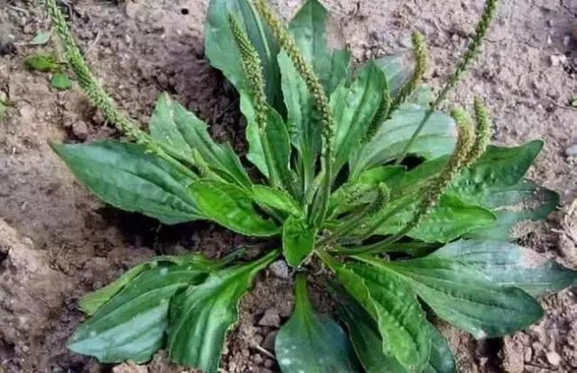 我国很多成语与植物有关,汉语成语中的植物文化