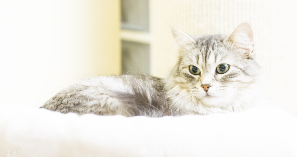 猫咪咳嗽的三种症状治疗方法,对着猫咪咳嗽猫咪会哼哼