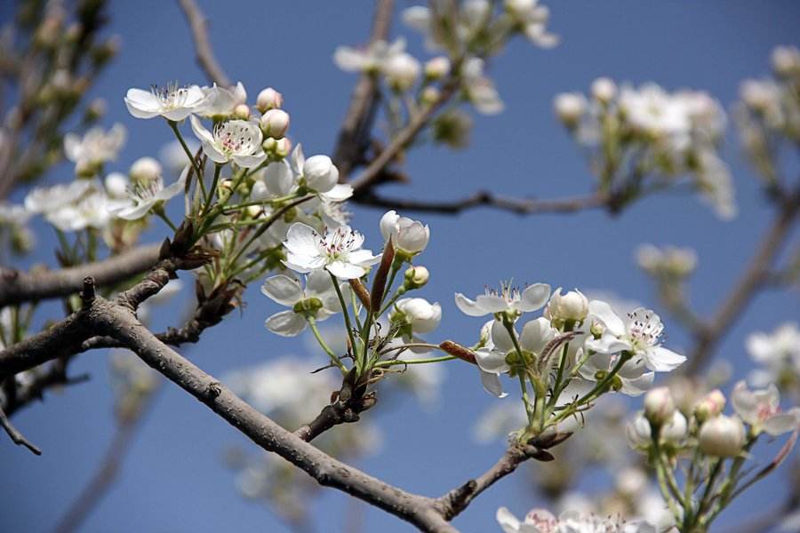 晚秋黄梨怎样才能高产,晚秋黄梨的春季管理方法