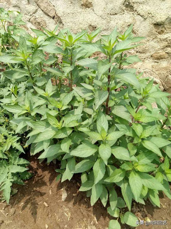 室内养几盆薄荷对人体有好处吗,薄荷在室内怎样养的漂亮