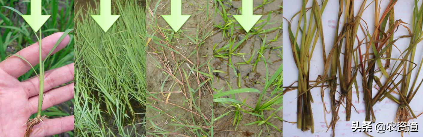 稻田除草技术,水稻田封闭除草的最新方法