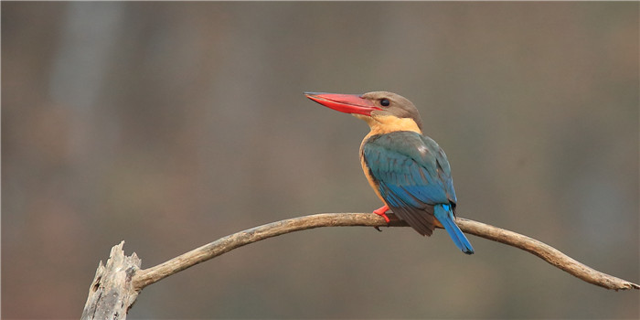 鸟类科普,最稀有的翡翠鸟