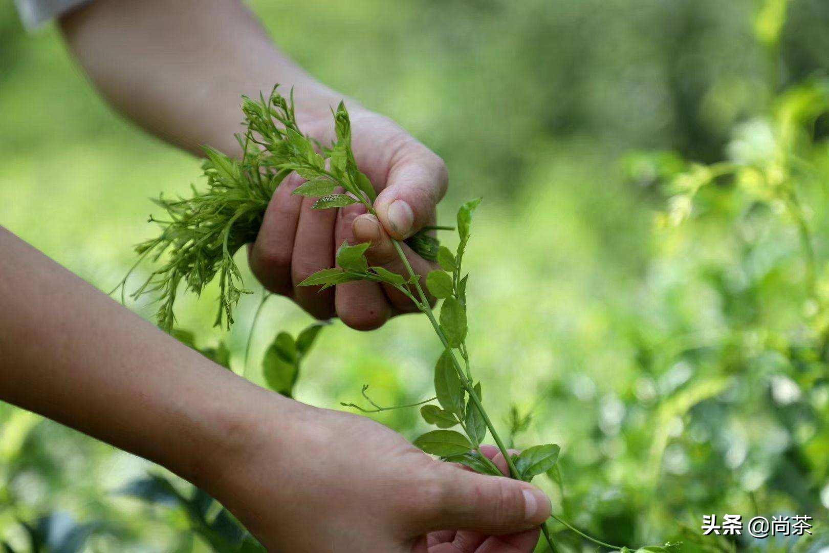 红茶之外的世界||给大家解读的这款莓茶,诚壹也没有喝过