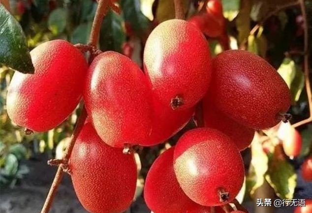 有趣的农村生活食物,农村生活农村娃农村美食