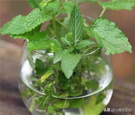 把薄荷养到枝叶繁茂爆盆,薄荷不要根能活吗