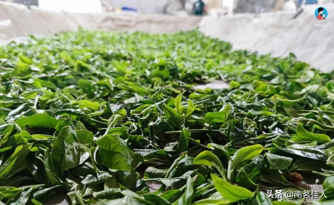 2022茶山行临沧云县,茶山行第一天