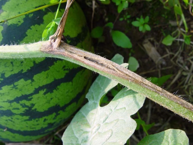 西瓜蔓枯病好治吗,西瓜蔓枯病的防治