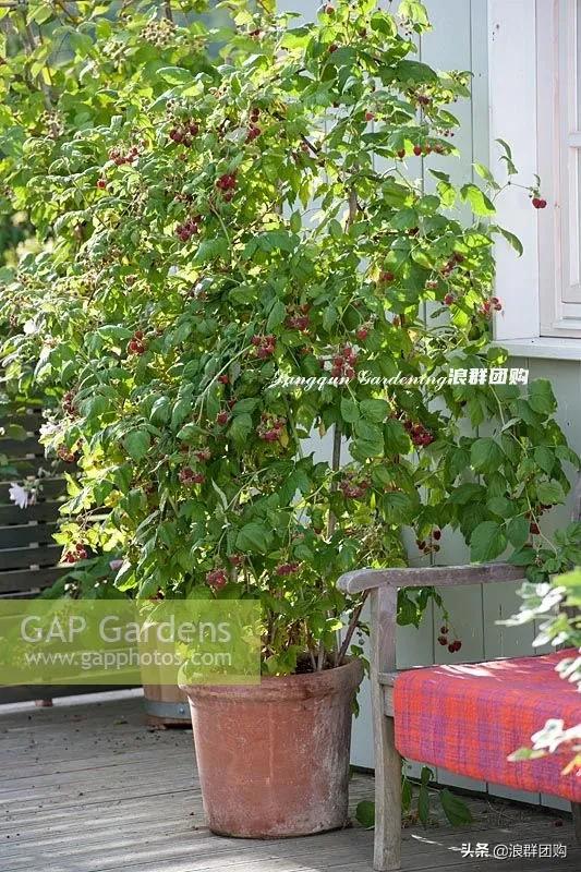 盆栽树莓能结多少果,盆栽果树一年可以长多高