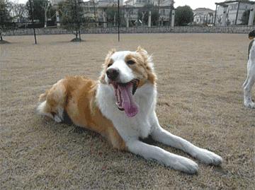 不办狗证狗被抓,不办狗证的狗被抓走会怎样