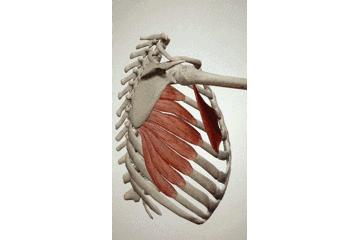 胸小肌问题,胸小肌是深层肌肉吗