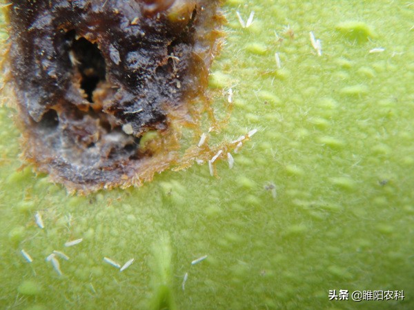 果农预防蜂虫方法,果农最怕什么农药呢