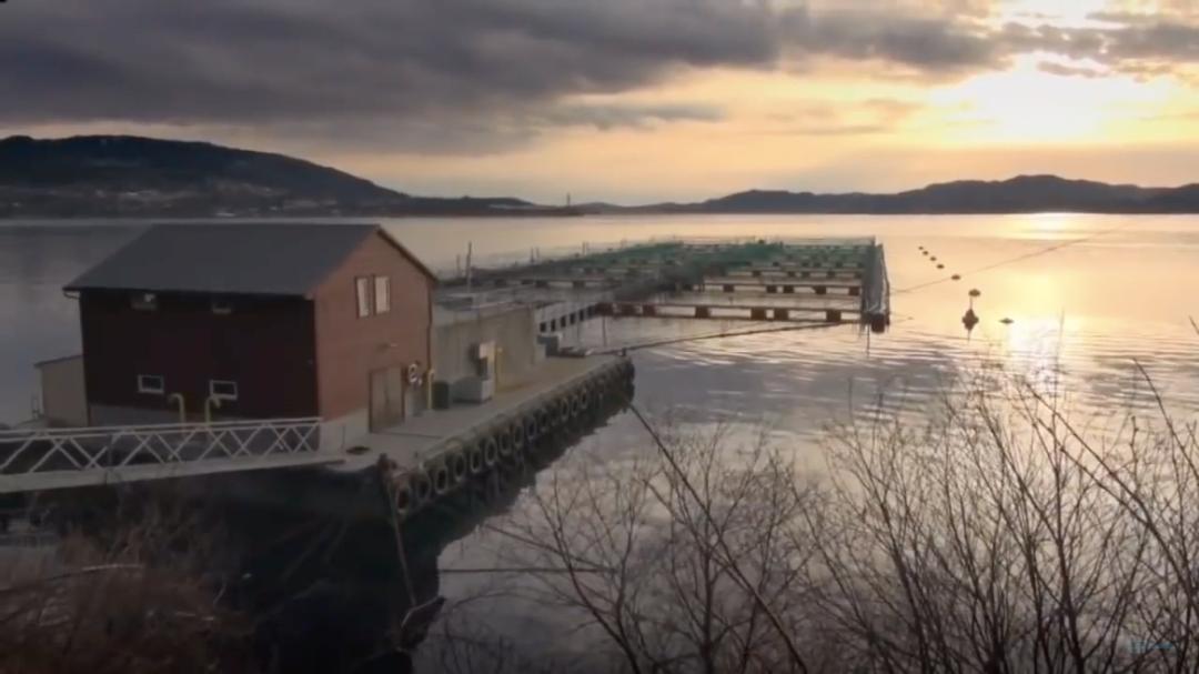 外媒曝光了挪威三文鱼养殖真相吗,最毒的深海三文鱼