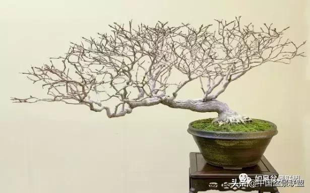 日本盆景巨匠木村正彦作品全程 (木村正彦盆景作品)