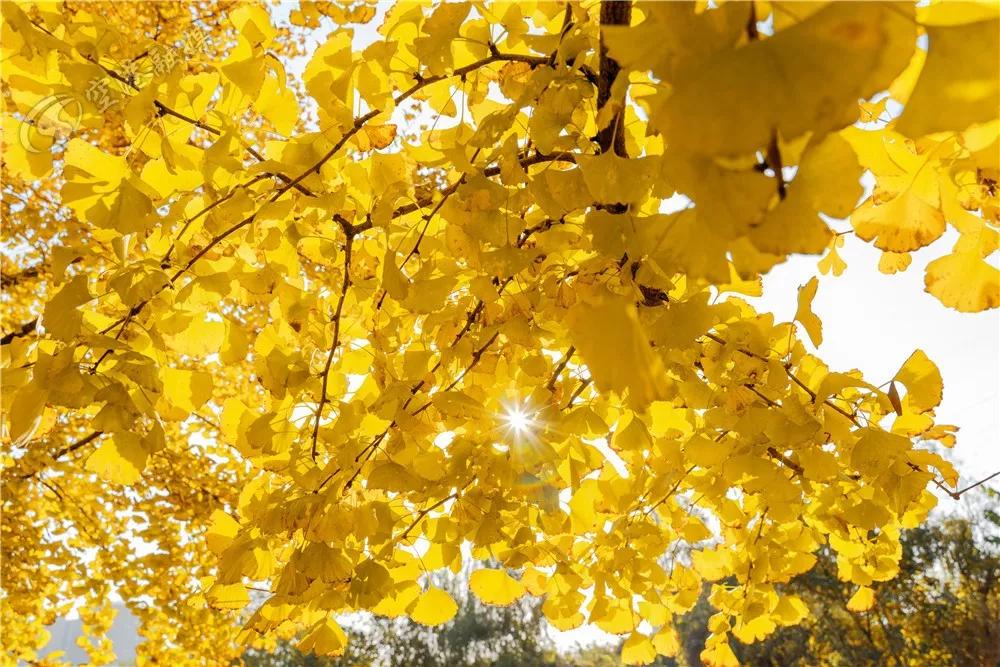 温州茶山大学城的银杏林变黄了，相约一起拍美照吧