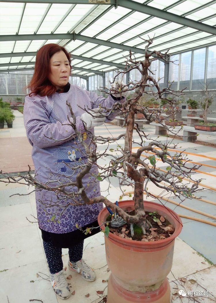 金艳盆景精品欣赏,幸得一知己