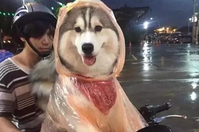 养阿拉斯加必须知道这几点,养阿拉斯加到底难不难