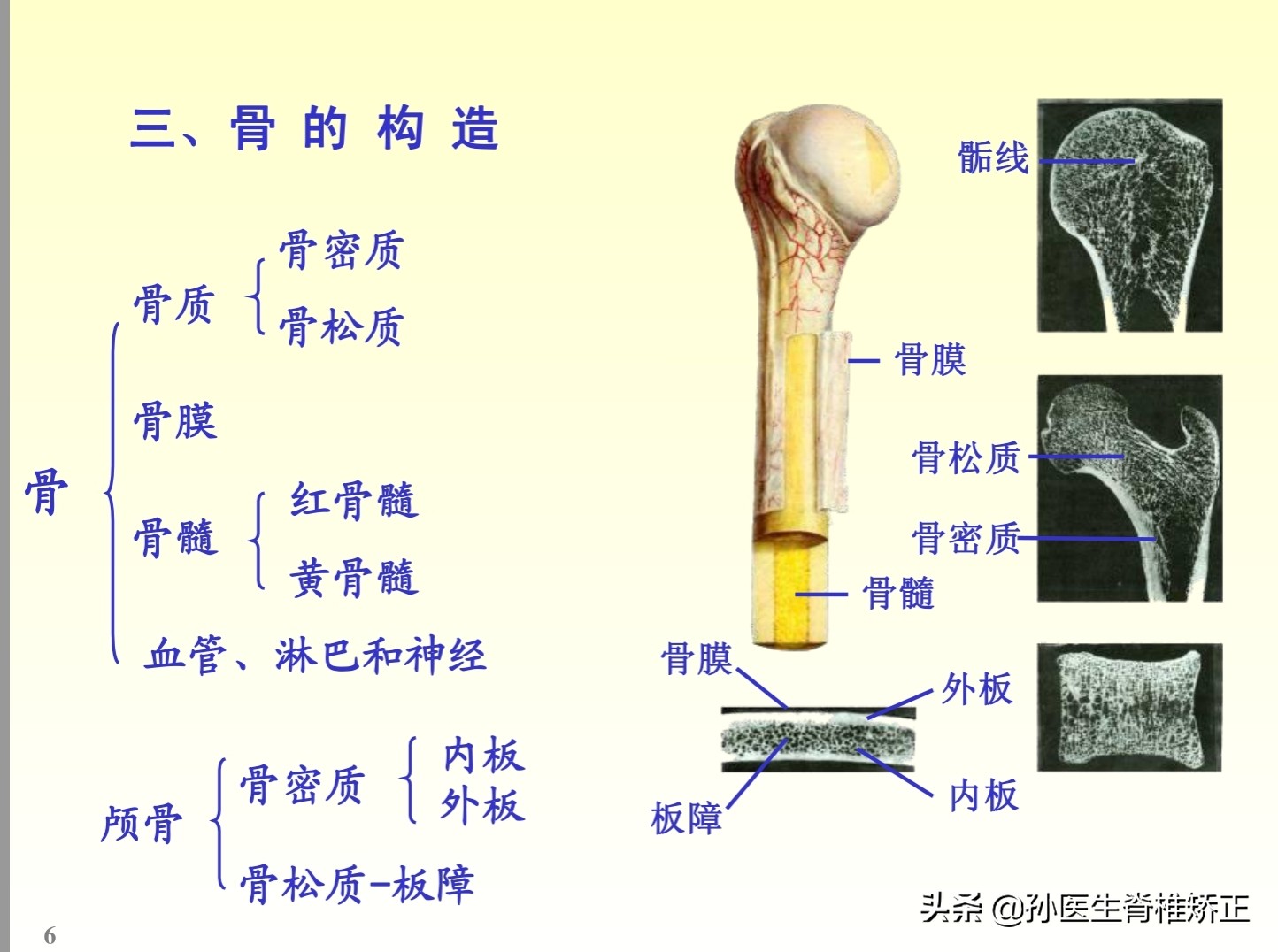 解剖学基础ppt完整版,人体系统解剖学ppt完整版