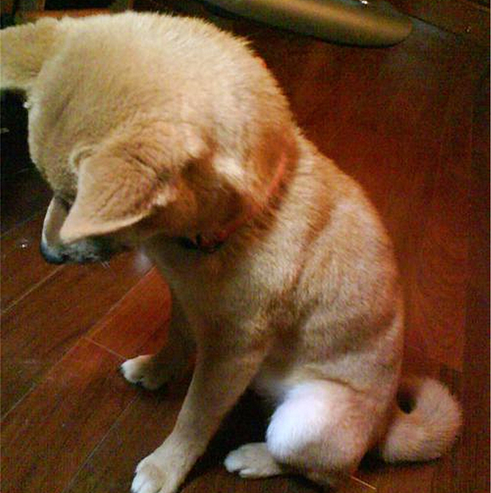 狗狗叛逆期应该怎么教育,狗狗叛逆期对主人叫咋办