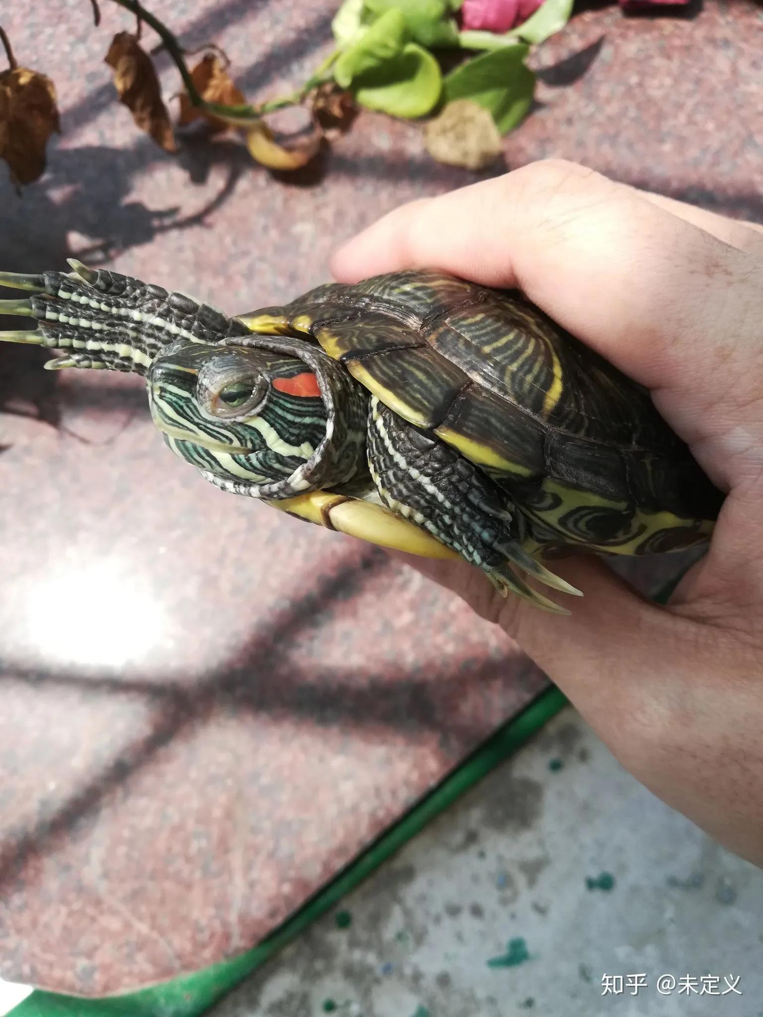 乌龟白眼病一天涂几次药,土霉素能治乌龟白眼病吗