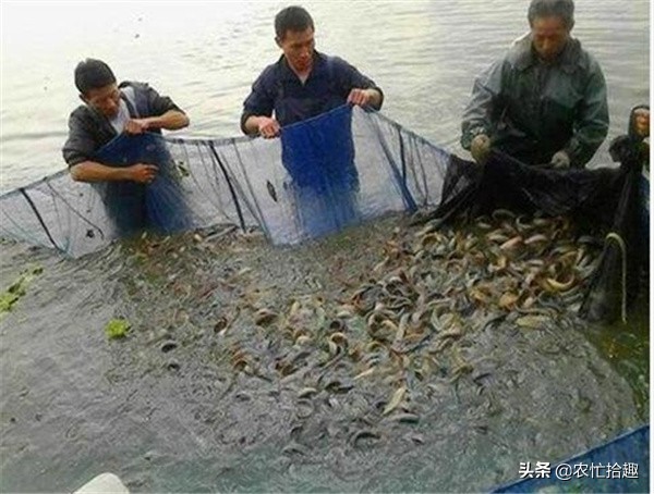 水中人参价格为什么这么低,水中人参价格多少钱