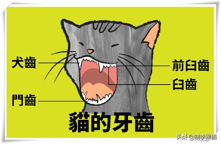 猫牙周炎自愈的最佳方法,猫咪牙周炎靠刷牙能痊愈嘛