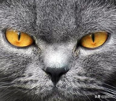 猫咪眼睛痒一直挠用什么眼药水,猫咪眼睛结膜炎怎么治疗