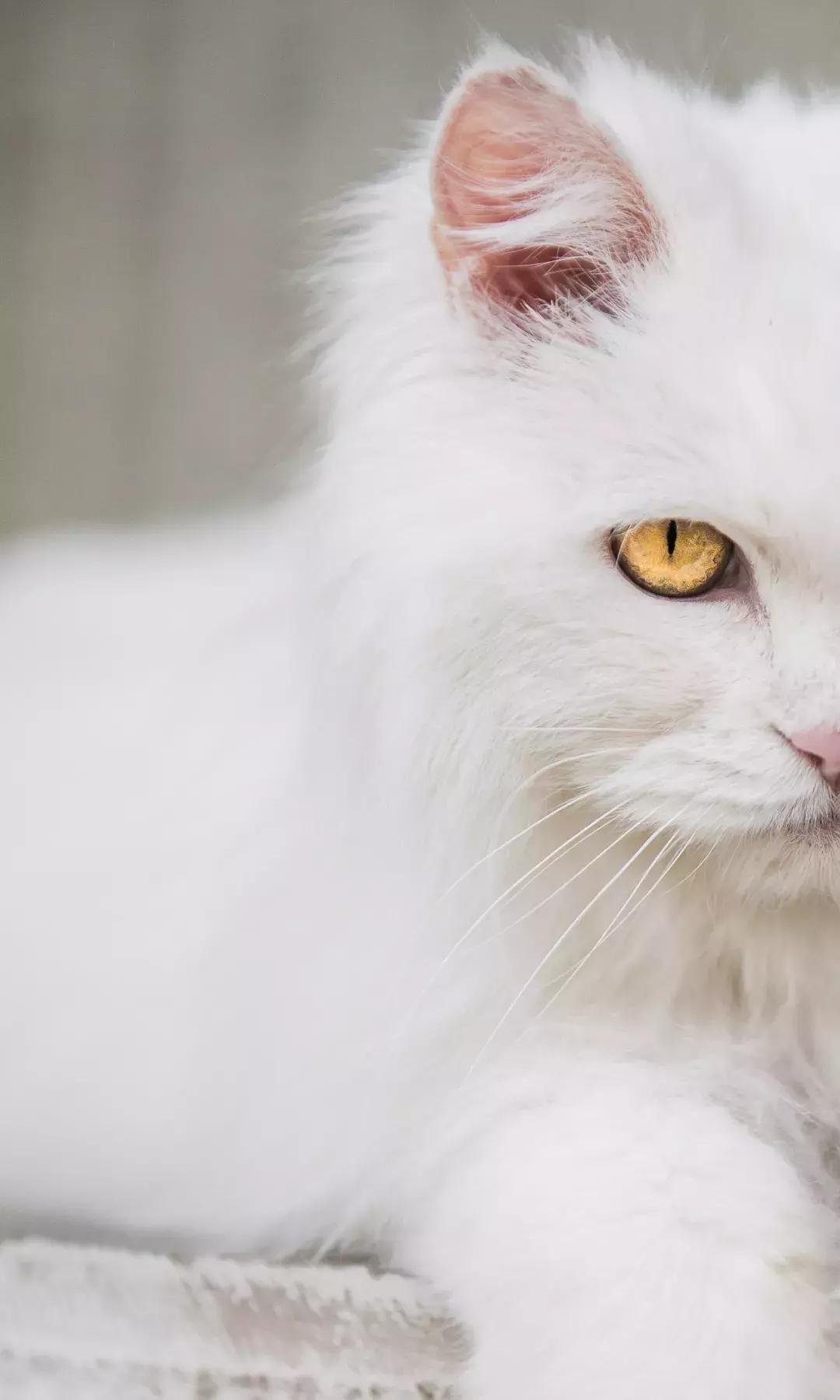 我们猫,我家猫只对我叫