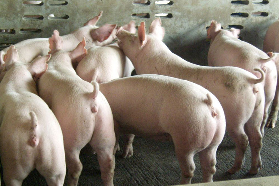 母猪不吃带药的饲料怎么解决,孕期母猪不吃饲料怎么办