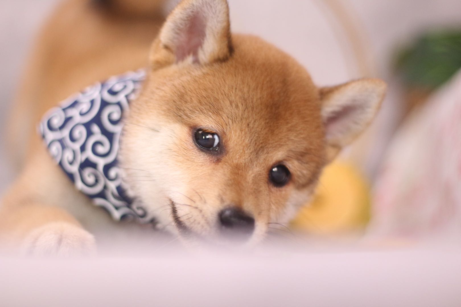 柴犬为什么价格悬殊那么大,柴犬价格为什么差距这么大