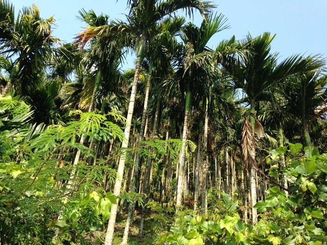去海南岛旅游都带什么,海南岛旅游必买的东西