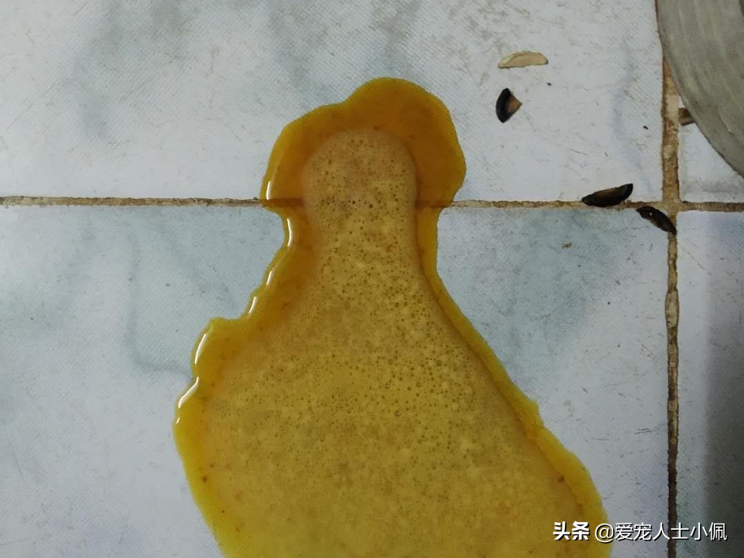 狗狗急性肠胃炎养狗攻略,成年狗狗肠胃炎自己怎么治疗