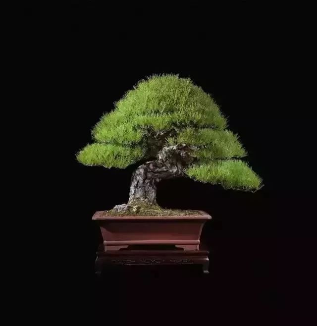 世界上最昂贵的花一朵价值1500万,世界上最高贵的花典雅图文