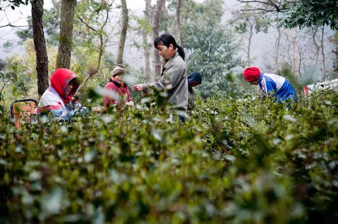 首批“常熟老字号”名单公布，本市十三家企业榜上有名！