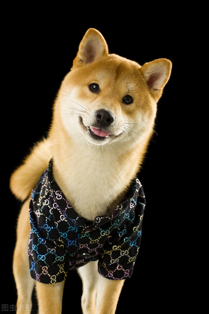 因表情包走红网络,网红柴犬表情包我只想拥有快乐