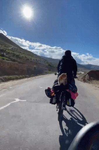 网红绑猫*藏西**骑行求关注,遭网友质疑回怼:比在家里刺激多了