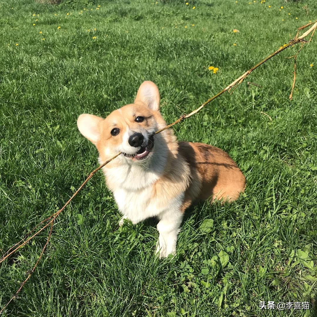 辟谣：并不是所有小型犬都不追求运动量，小短腿柯基就很需要运动