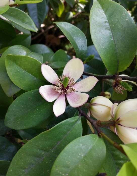 4种花超级好养,4种花超好养的