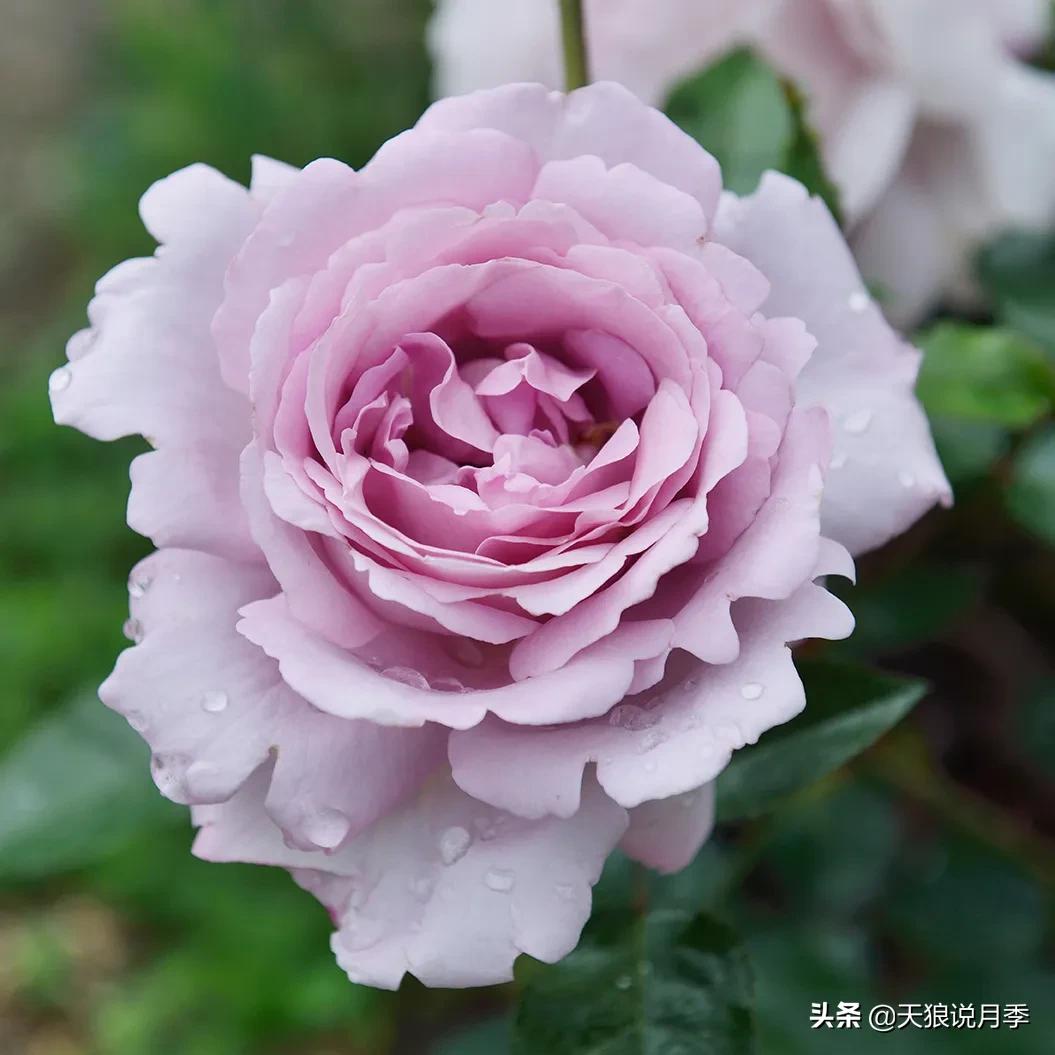 全球最香的十大香水月季,清新淡淡的月季花香水推荐