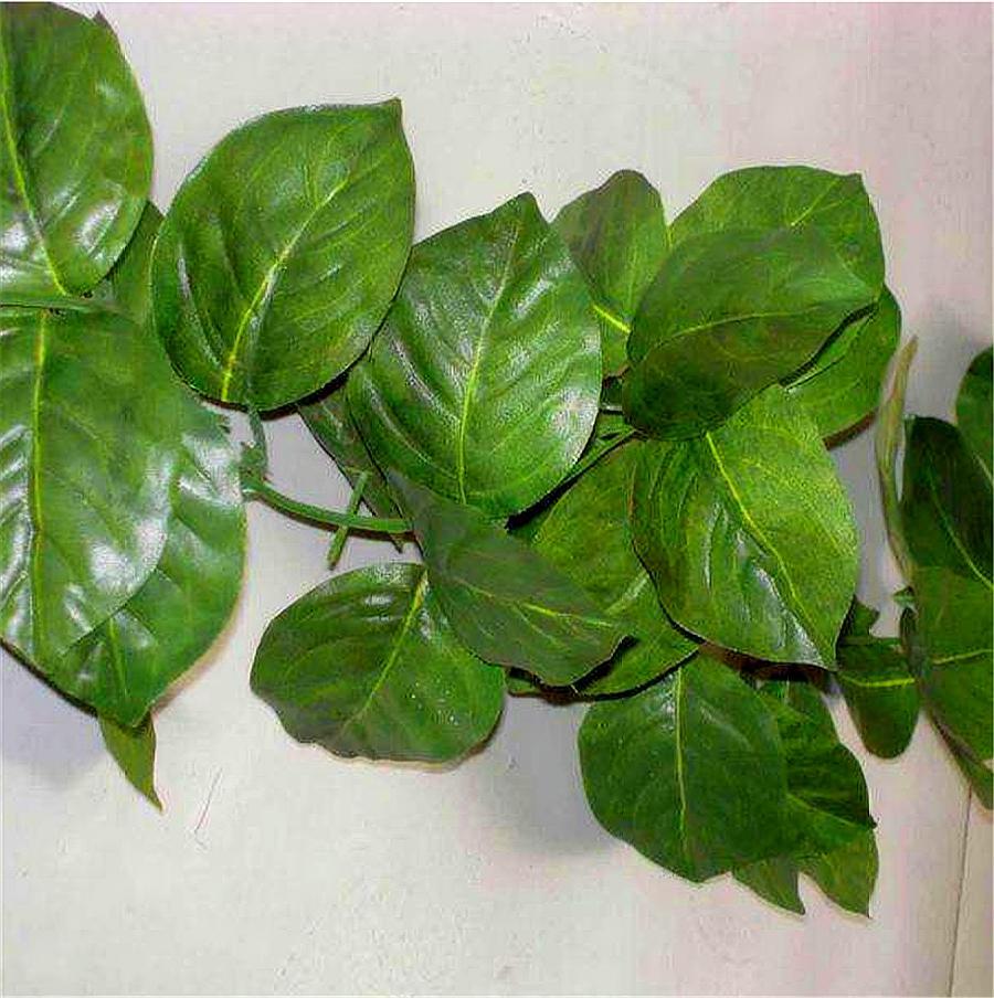 心叶绿萝的养殖方法,心叶藤盆栽技巧