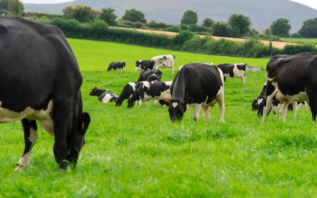 aerabo新西兰奶粉,aerabo爱尔兰进口