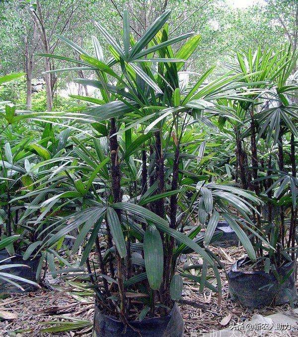 棕竹的养殖方法有哪些,棕竹的养殖方法和注意事项有哪些